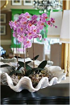 Badezimmer Deko orchidee Die 51 Besten Bilder Von orchideen