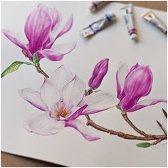 Magnolie Küchenfarbe Die 10 Besten Bilder Von Tulpenbaum