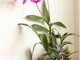 Badezimmer Deko orchidee Die 51 Besten Bilder Von orchideen