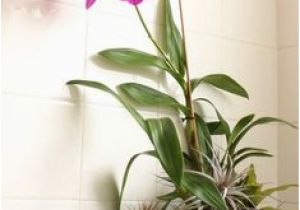 Badezimmer Deko orchidee Die 51 Besten Bilder Von orchideen