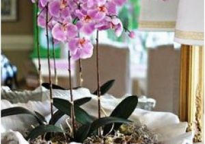 Badezimmer Deko orchidee Die 51 Besten Bilder Von orchideen