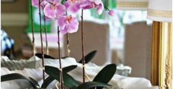 Badezimmer Deko orchidee Die 51 Besten Bilder Von orchideen