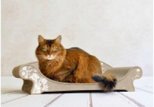 Katzen Stoff sofa Le Canapé