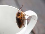 Kleine Fliegen Im Küchenschrank Kakerlake Gefunden so Wirst Du Küchenschaben Los