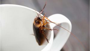 Kleine Fliegen Im Küchenschrank Kakerlake Gefunden so Wirst Du Küchenschaben Los