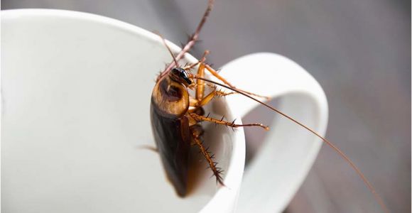 Kleine Fliegen Im Küchenschrank Kakerlake Gefunden so Wirst Du Küchenschaben Los