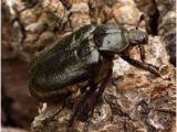 Maden Auf Dem Küchenboden Handbuch Natura2000 Wald Naturnahe Waldbewirtschaftung Für