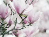 Magnolie Küchenfarbe Die 10 Besten Bilder Von Tulpenbaum