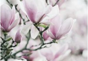 Magnolie Küchenfarbe Die 10 Besten Bilder Von Tulpenbaum