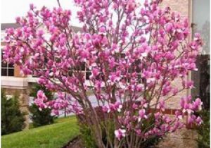 Magnolie Küchenfarbe Die 10 Besten Bilder Von Tulpenbaum