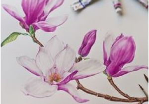 Magnolie Küchenfarbe Die 10 Besten Bilder Von Tulpenbaum