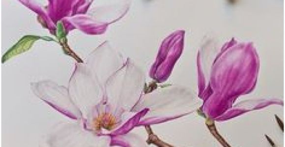 Magnolie Küchenfarbe Die 10 Besten Bilder Von Tulpenbaum