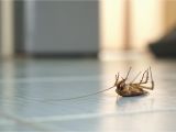 Naketano Auf Dem Küchentisch song Kakerlaken Bekämpfen Tipps Gegen Schaben In Haus Wohnung