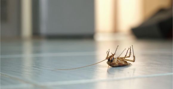 Naketano Auf Dem Küchentisch song Kakerlaken Bekämpfen Tipps Gegen Schaben In Haus Wohnung