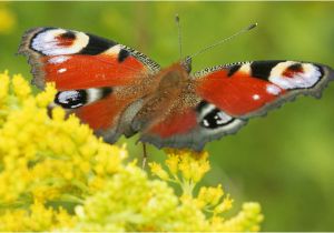 Runder Tisch Insektenschutz Klöckners Runder Tisch Zum Insektenschutz Ohne Ergebnisse